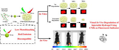 材料学院李保强副教授在基于纳米碳点实时无创可视化监测生物材料体内降解研究取得重要进展